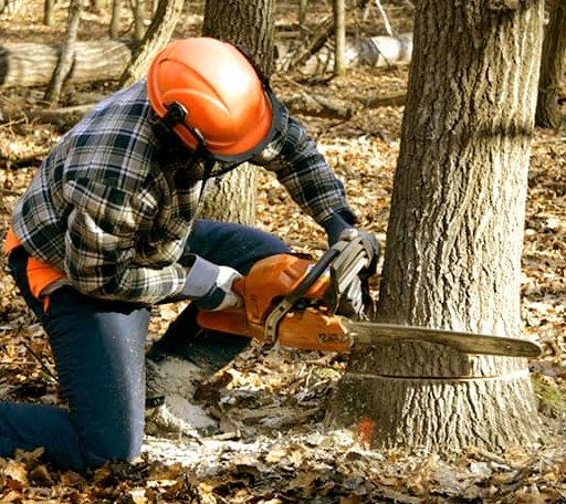 Tree Removal in Warfield, KY